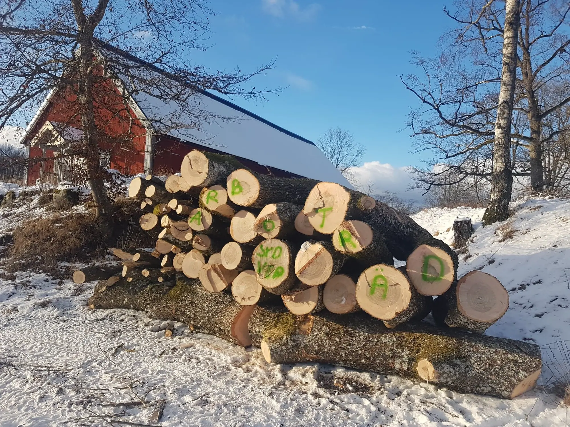 Kapade stockar staplade i snön framför en röd lada