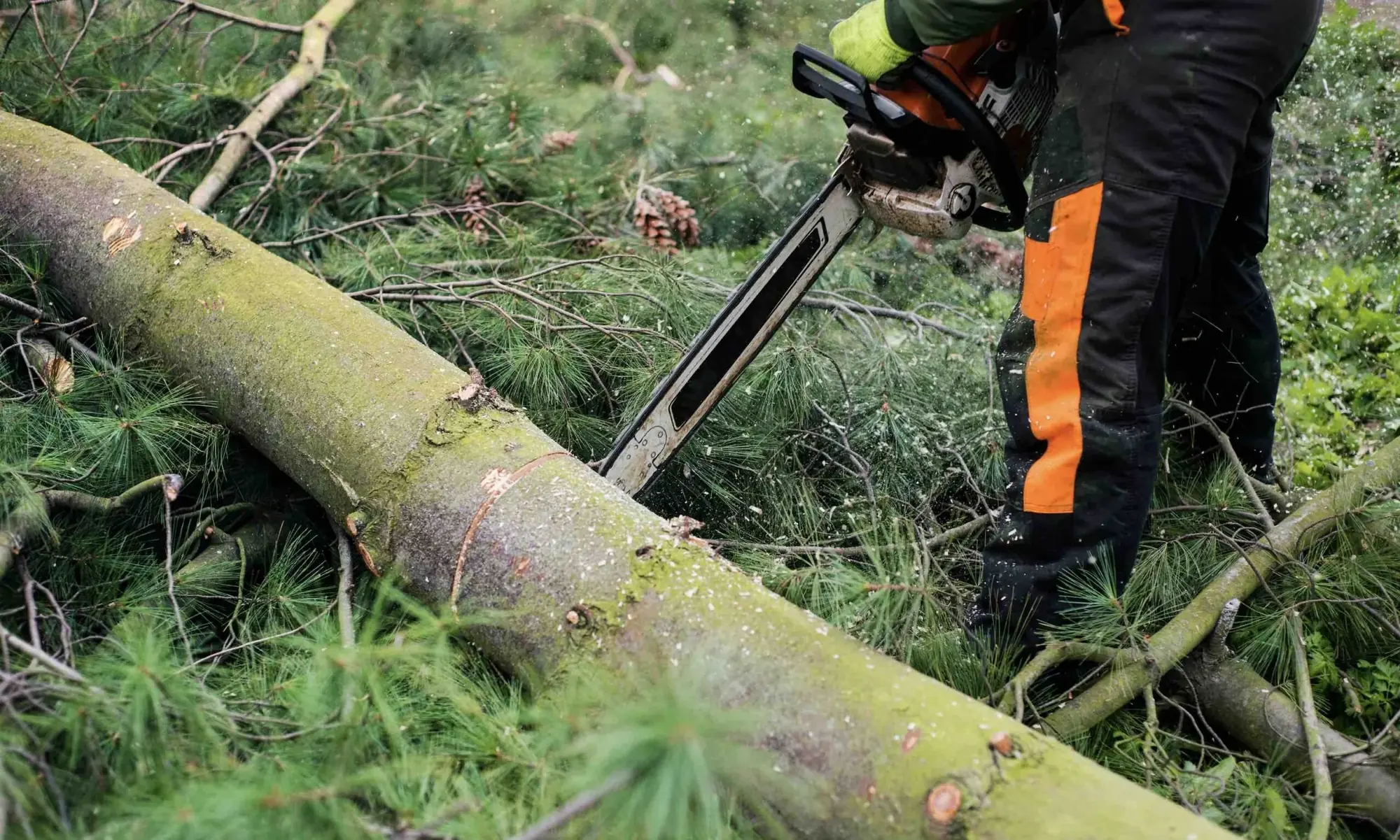Arborist kapar en nyfälld tall med motorsåg bland barr och ris
