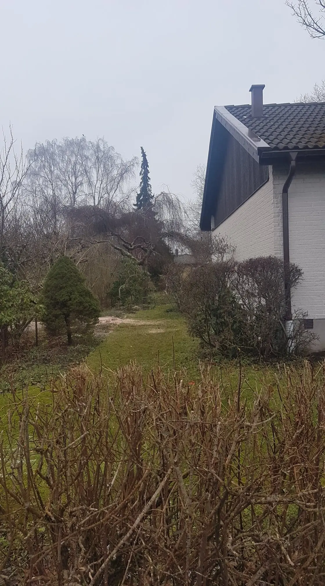 Smal trädgårdsgång mellan häckar fram till ett hus