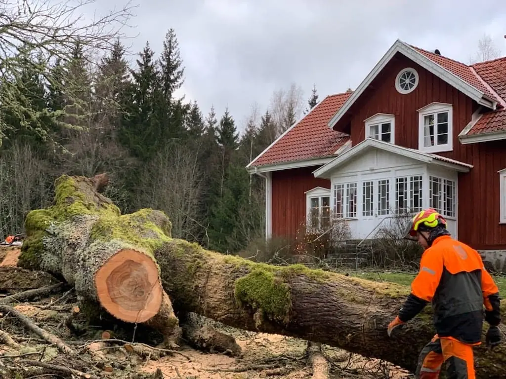 Arborist vid en grov nedblåst stam framför ett rött tvåvåningshus