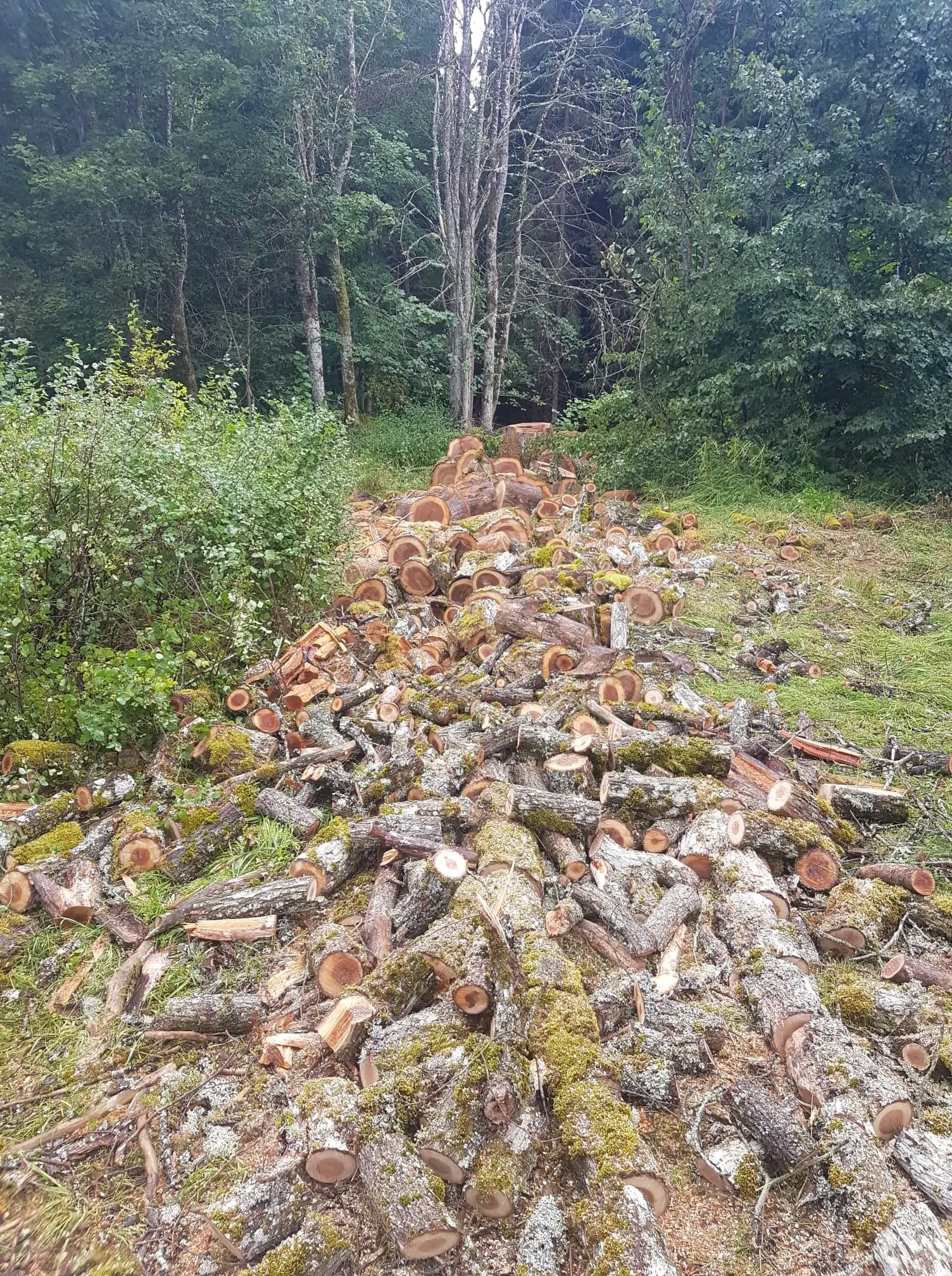 Stor hög med kapad ved efter en fällning i en skogsglänta