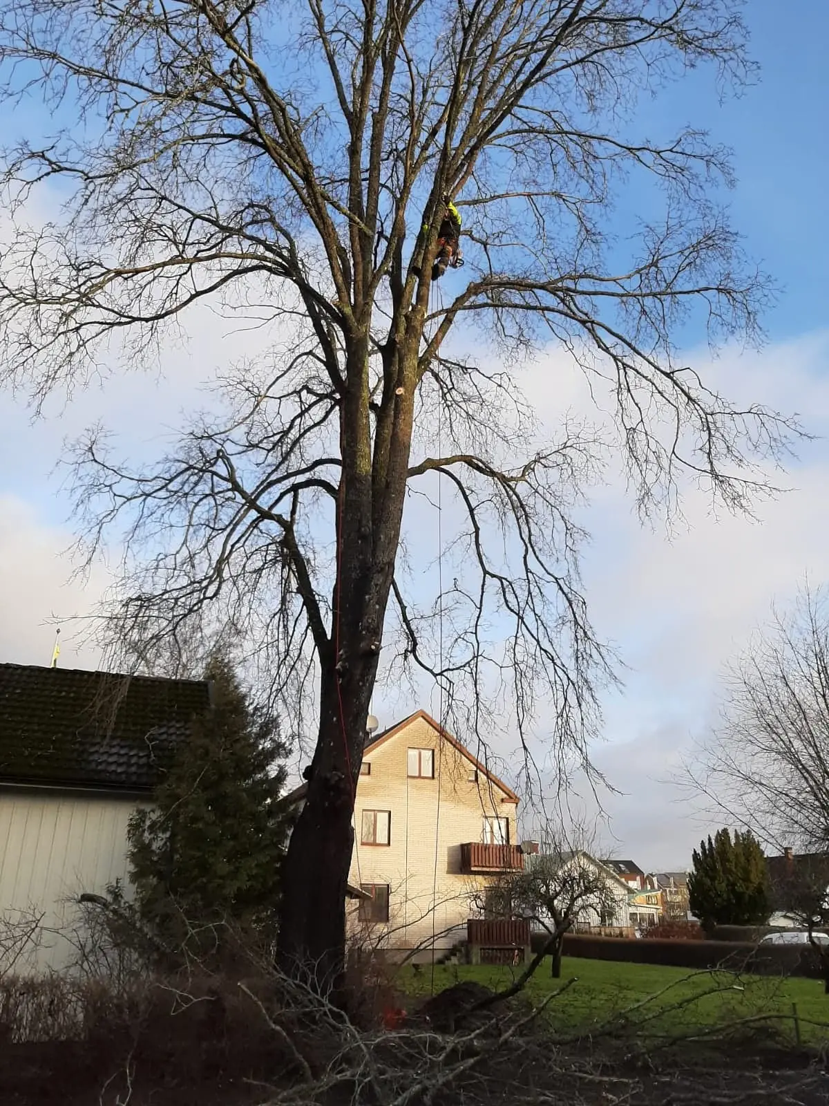 Kalt träd framför ett gult hus
