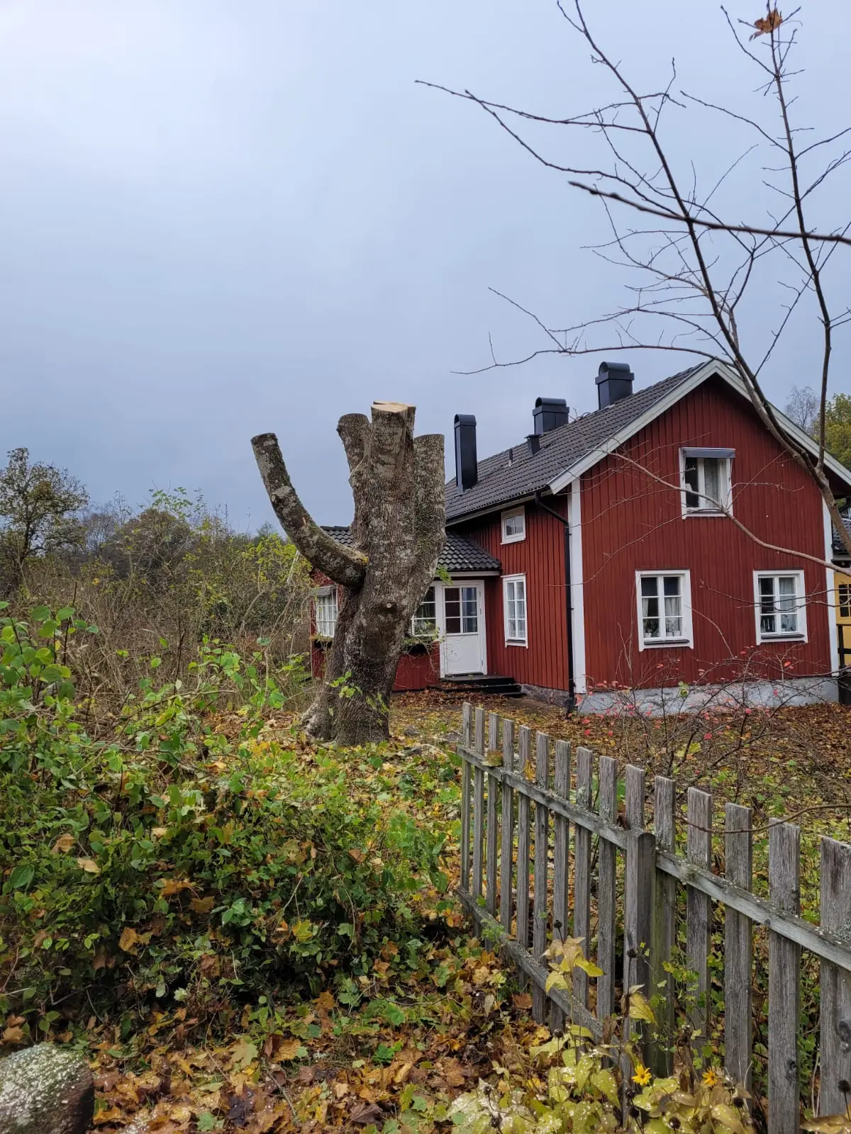 Nybeskuret träd vid ett rött hus i Sandsbro